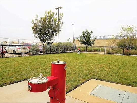 Pet area at Dallas airport