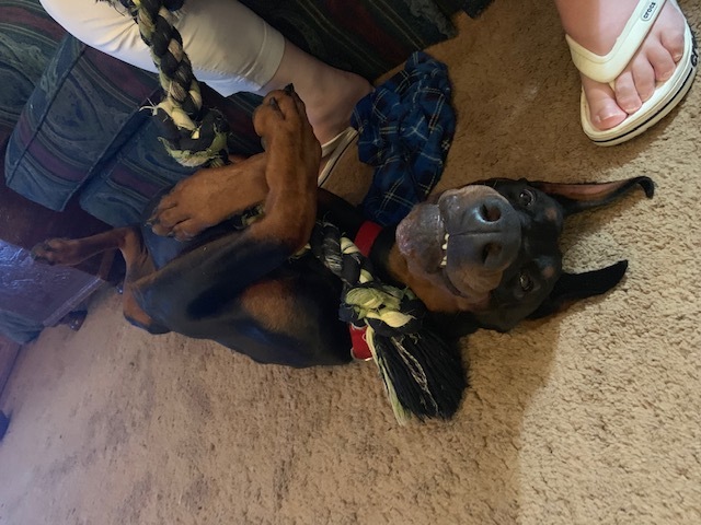 Doberman puppy lying on back with tug toy