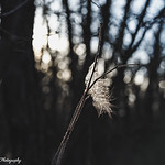 Bois-des-esprits, Winnipeg, Canada