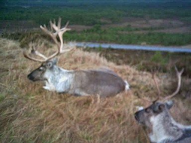 reindeer herd in Scotland