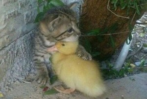 Cat & Duck