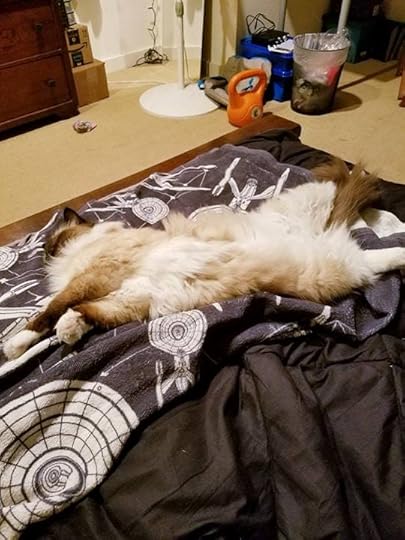 I’m told cat pictures appease the internet. And I have a beautiful cat.