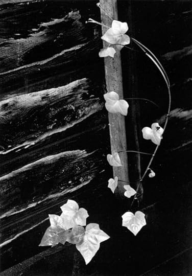 minor-white-ivy-portland-1964-web