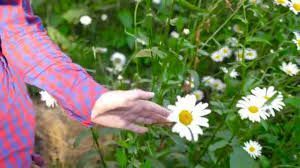 little girl touching flowers