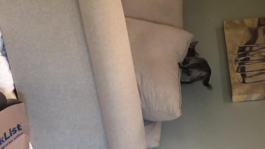 Rounds and round the sofa