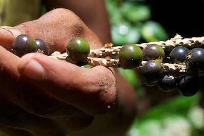 Could the Amazon Rainforest Be Saved as a Biological 'Factory'?