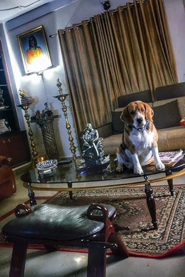 beagle sitting on a table