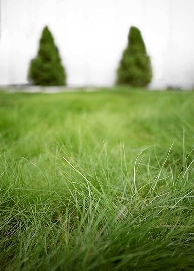 No Mow Miracle Grass from The Faux Martha