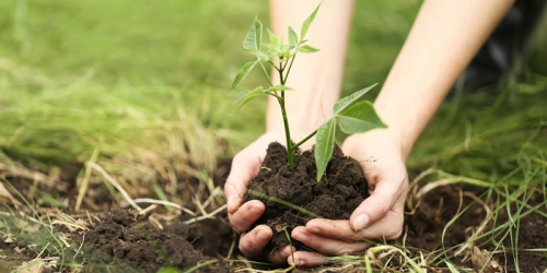Plant-a-tree
