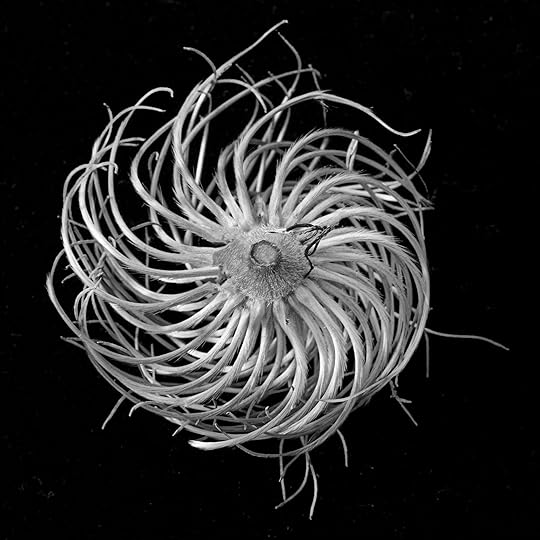 Clematis © Harold Davis