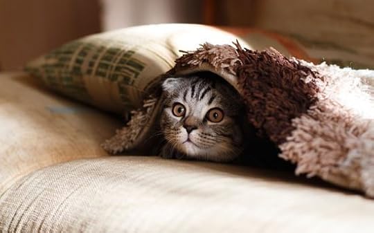 fearful-cat