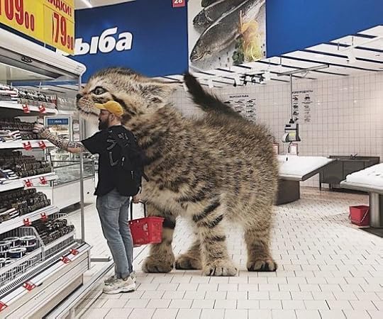 giant-cat