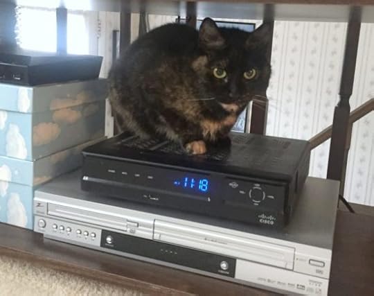 cat-cable-box