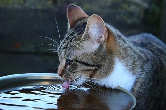 hydration-cat-water