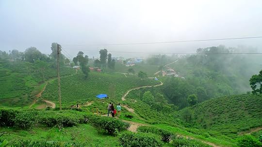 Ilam tea garden, Nepal