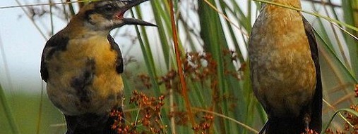 What do I want to say?