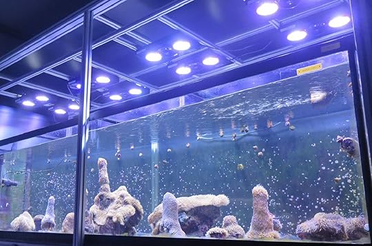 Coral at Florida Aquarium