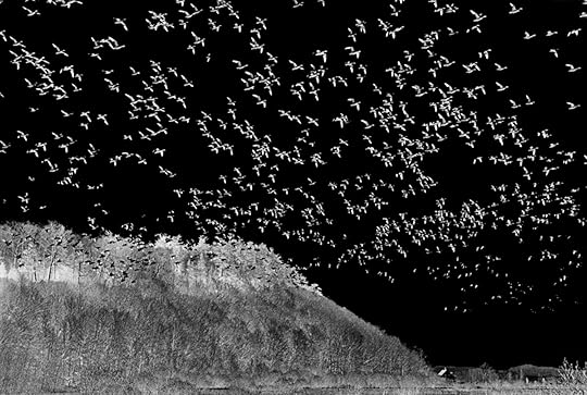 Judy Glickman Lauder Bird Migration, Quebec, 1998