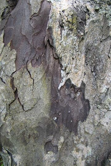 tree bark