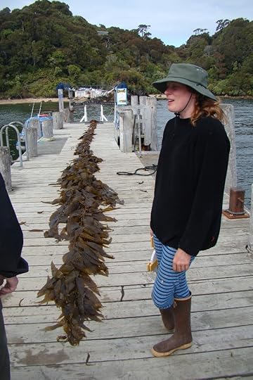 measuring kelp