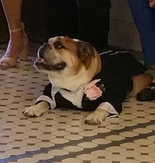 wedding dog