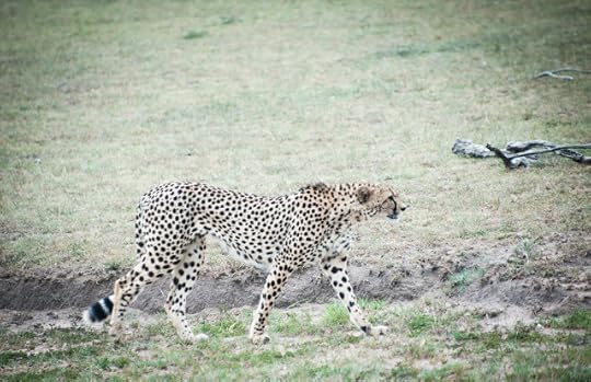 Yes, we did get to Masai Mara and saw this beautiful cheetah, but...