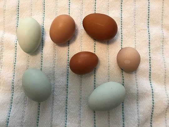 Eggs from seven of our chickens