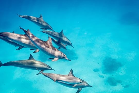 A pod of spinner dolphins