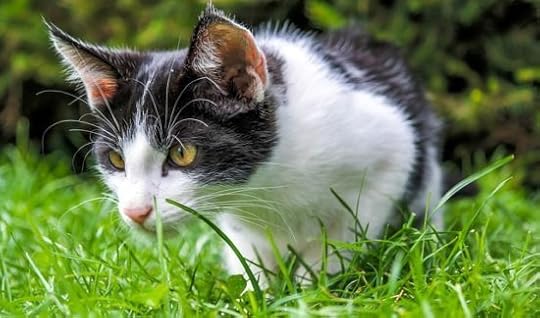 why-cats-eat-grass