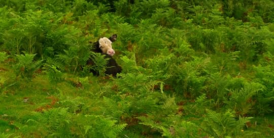 Black and white calf