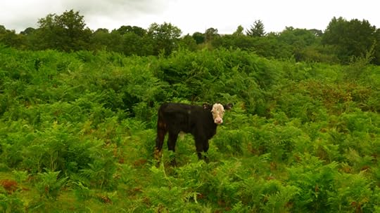 Black and white calf