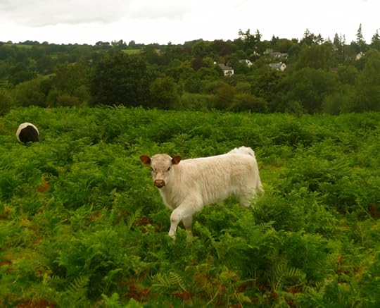 White calf