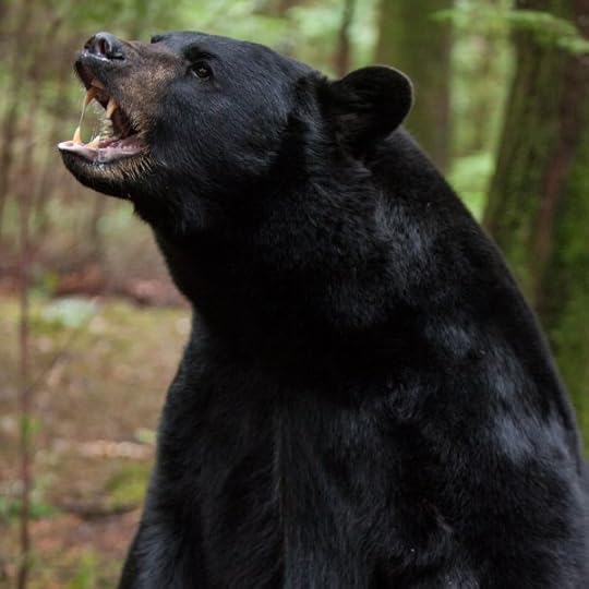 Image result for scary black bear