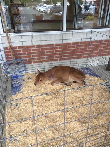 jersey calf