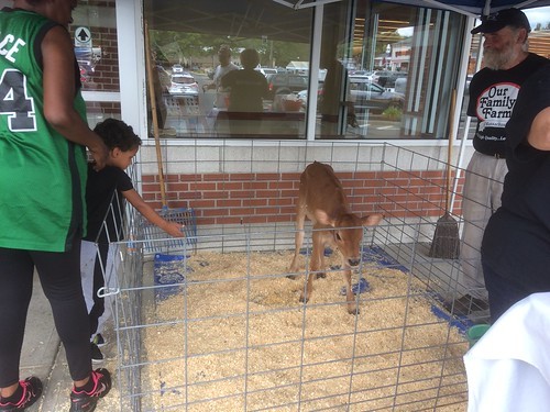 jersey calf