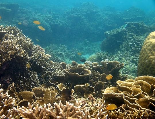 File:Beautiful coral reef, Batangas, Anilao - panoramio.jpg