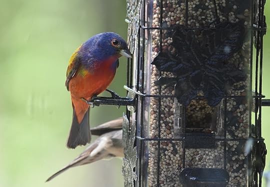 File:Painted Bunting (47102039584).jpg