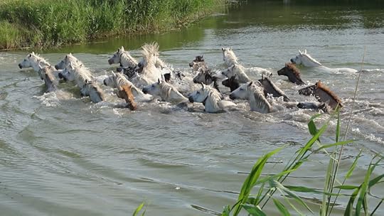 File:Wild horses in Camargue.JPG