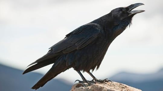 Crow