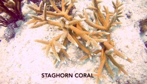 Staghorn Coral at Angler's Reef. Photo by Lisa NIver