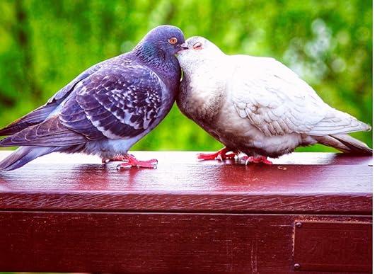 Love Birds kissing while standing on a red fence.