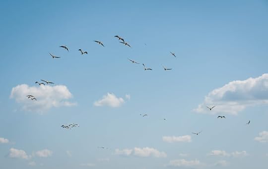 Lacul cu Cotete, Delta Dunarii