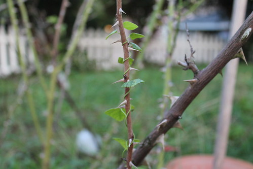 vine up rose branch