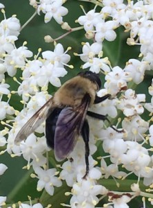 2019-09-Brock-Beatrice-bee-crop