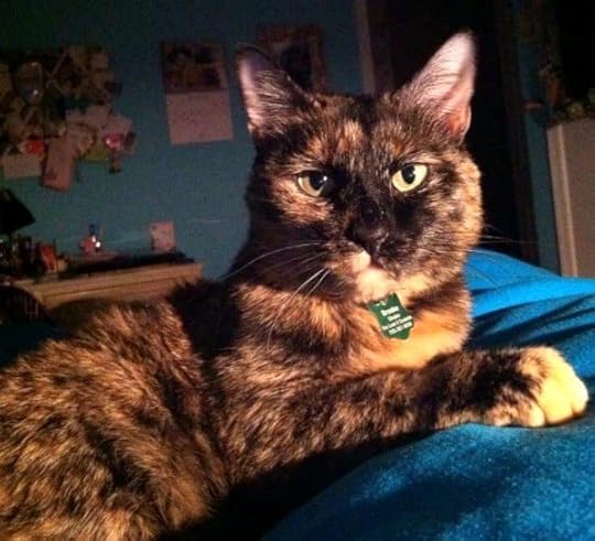 tortoiseshell-cat