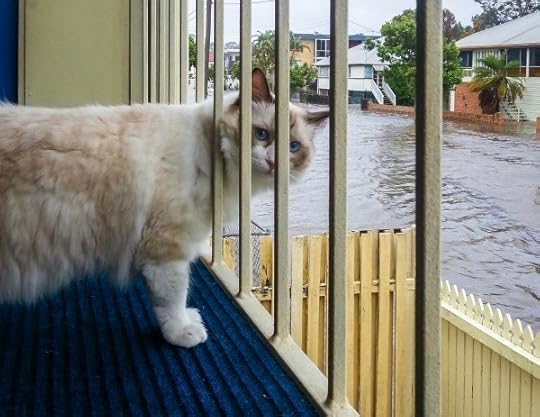 cat-flood-hurricane