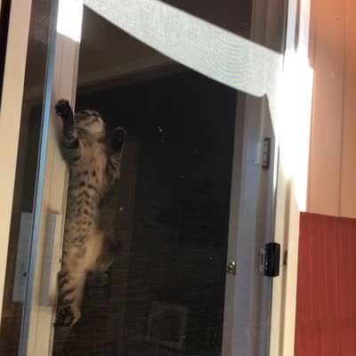 Scaling Mount Screen