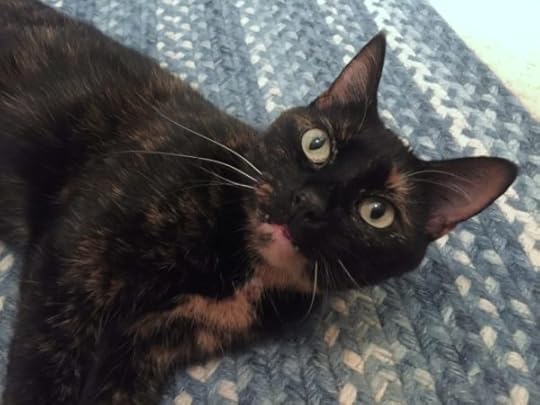 tortoiseshell-cat-face