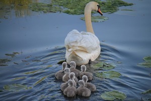 Why swans should try meditation! And you should, too!