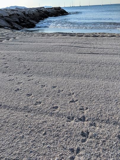 Bird tracks on the beach and the sea